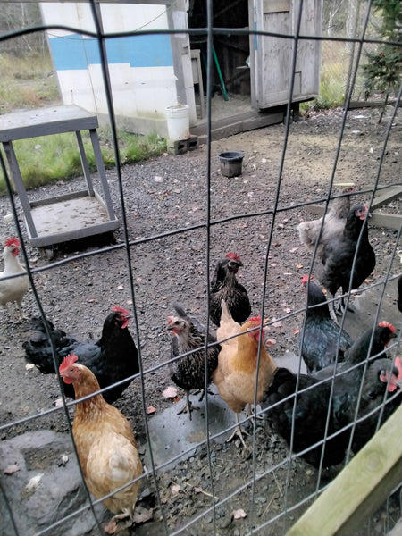 Chickens - Where to begin  Part 1